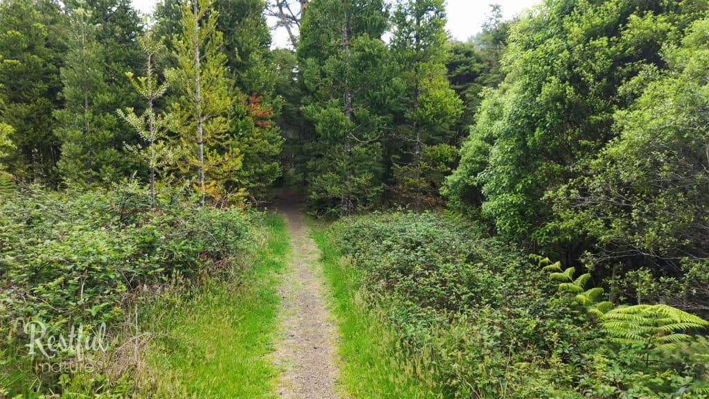 Waitaia Track - Gold Mining Trail