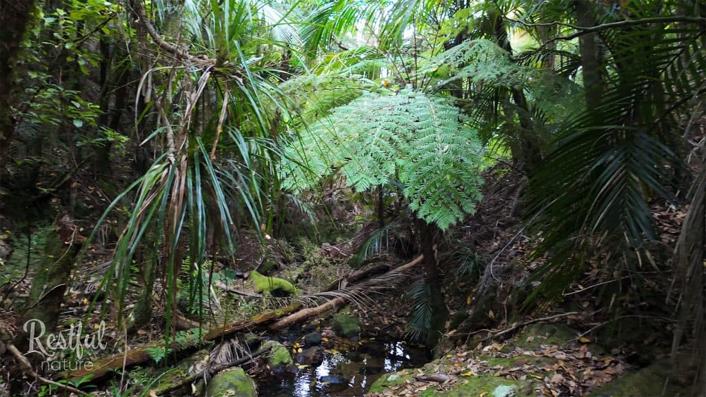 Waitaia Track - Gold Mining Trail