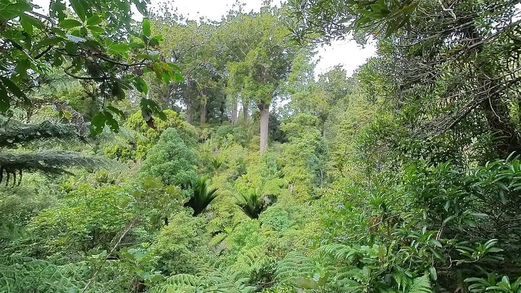 Kauri Grove 360 1