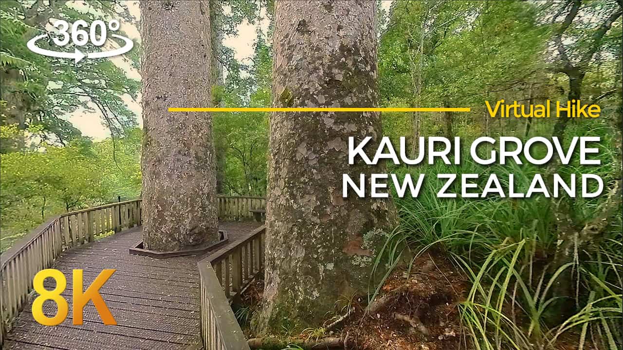 Kauri Grove 360 VR
